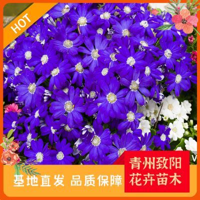 綠意盎然，生機(jī)無限 探索苗木種植的奧秘與價(jià)值