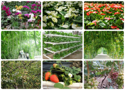 科技賦能，綠意盎然 探訪北京小湯山現(xiàn)代農(nóng)業(yè)科技示范園的苗木種植