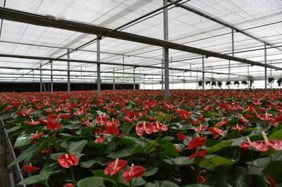 2021年全國花卉產銷形勢深度剖析 盆栽植物與苗木種植產業發展報告